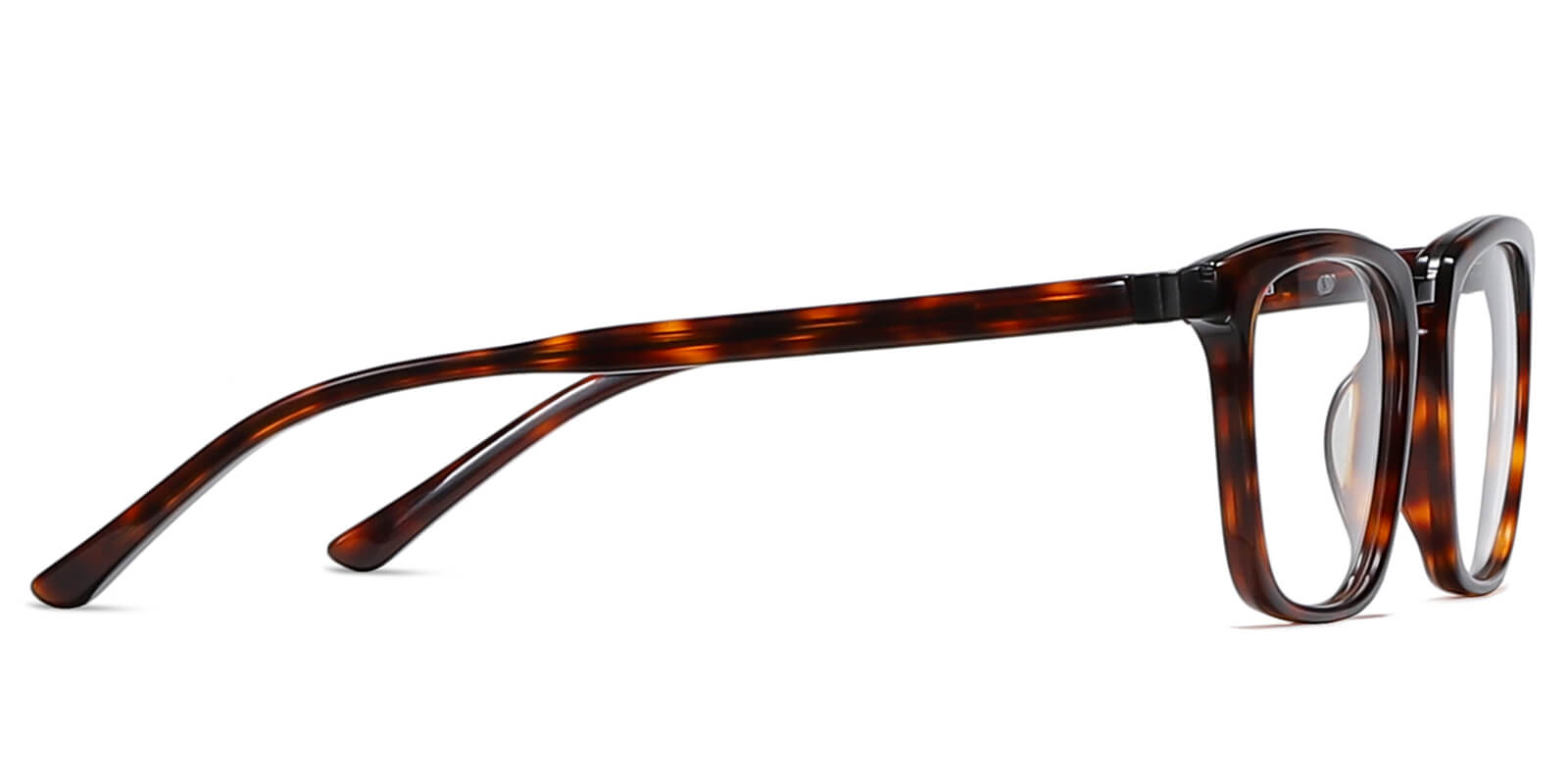 EYE8068-Diven-tortoise